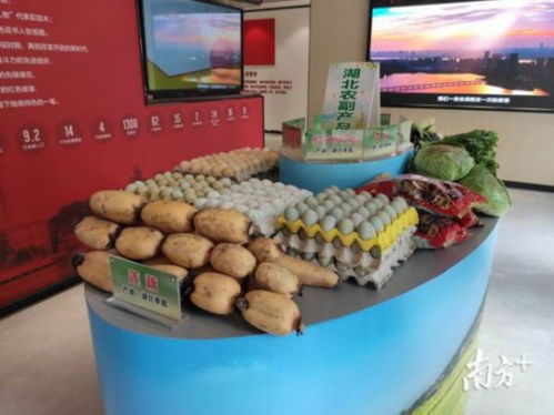 直击 广东节后首次大规模采购湖北农产品,今晨200吨果蔬进广州